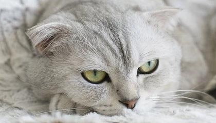 野花视频免费观看在线：在屏幕前与大地共呼吸的自然之旅